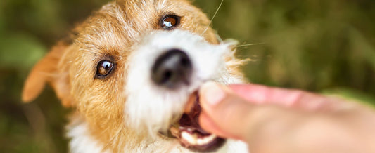 Nahaufnahme eines Hundes, der ein Leckerli aus einer Hand nimmt.