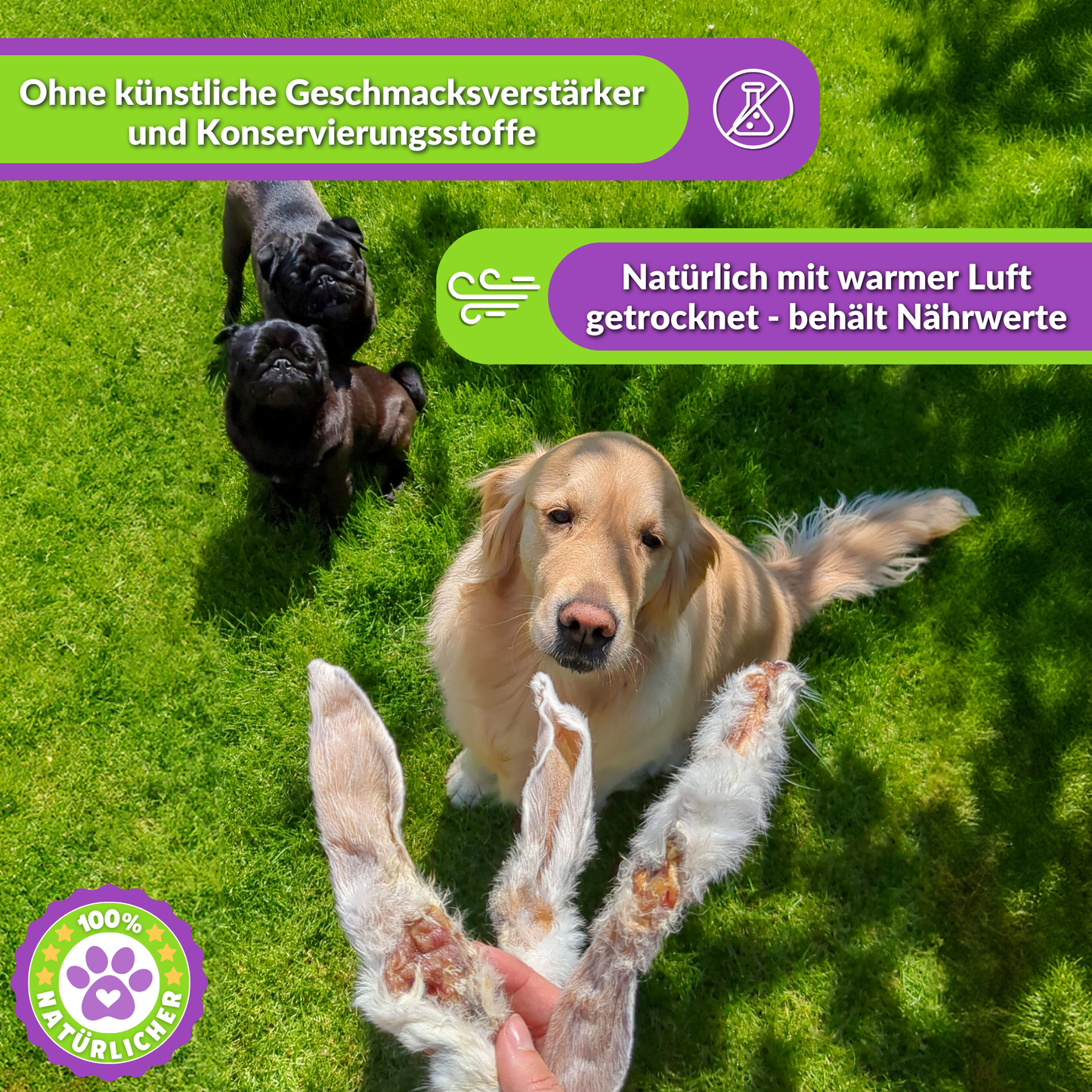 Golden Retriever und Möpse, die Kaninchenohren erwarten, Text über natürliche Trocknung.