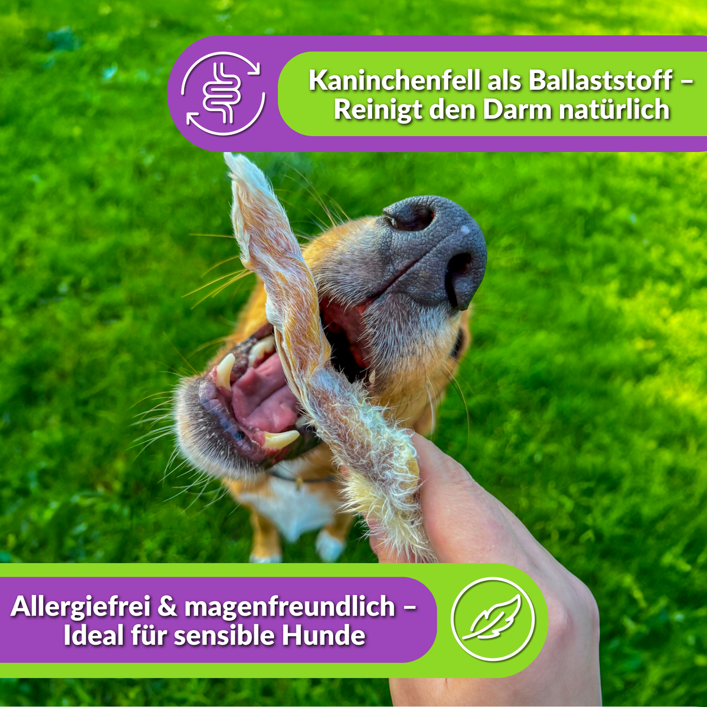 Hund frisst Kaninchenohr mit Fell, Text über Ballaststoffe und Allergiefreiheit.