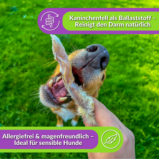 Hund frisst Kaninchenohr mit Fell, Text über Ballaststoffe und Allergiefreiheit.