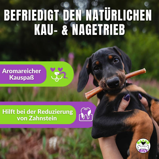 Dobermann-Welpe mit Ochsenziemer, Text über Zahnpflege und Kauspaß.