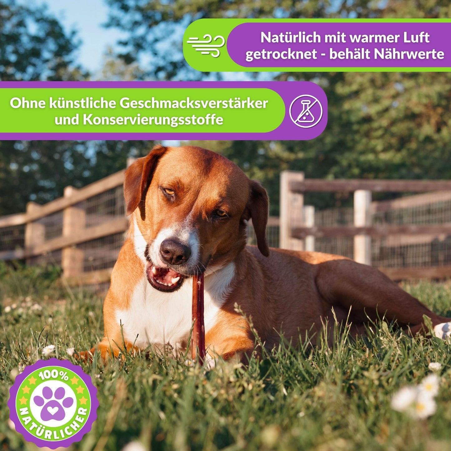 Hund auf Wiese kauend, Text über natürliche Trocknung und Nährstoffe.