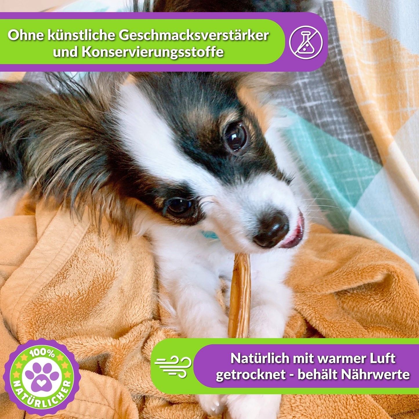 Kleiner Hund frisst Rinderdarm-Snack, Text über natürliche Trocknung.