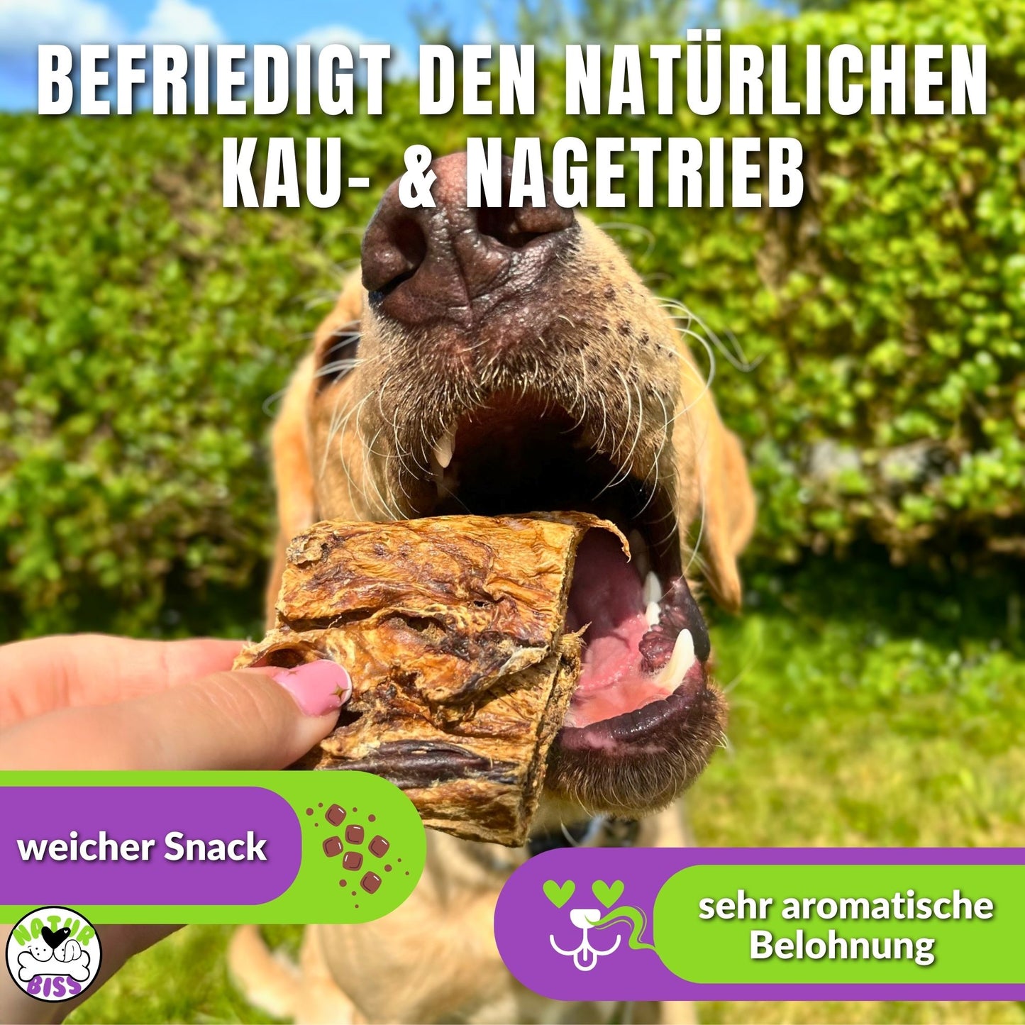 Hund frisst weichen Snack aus getrockneter Rinderlunge im Garten.