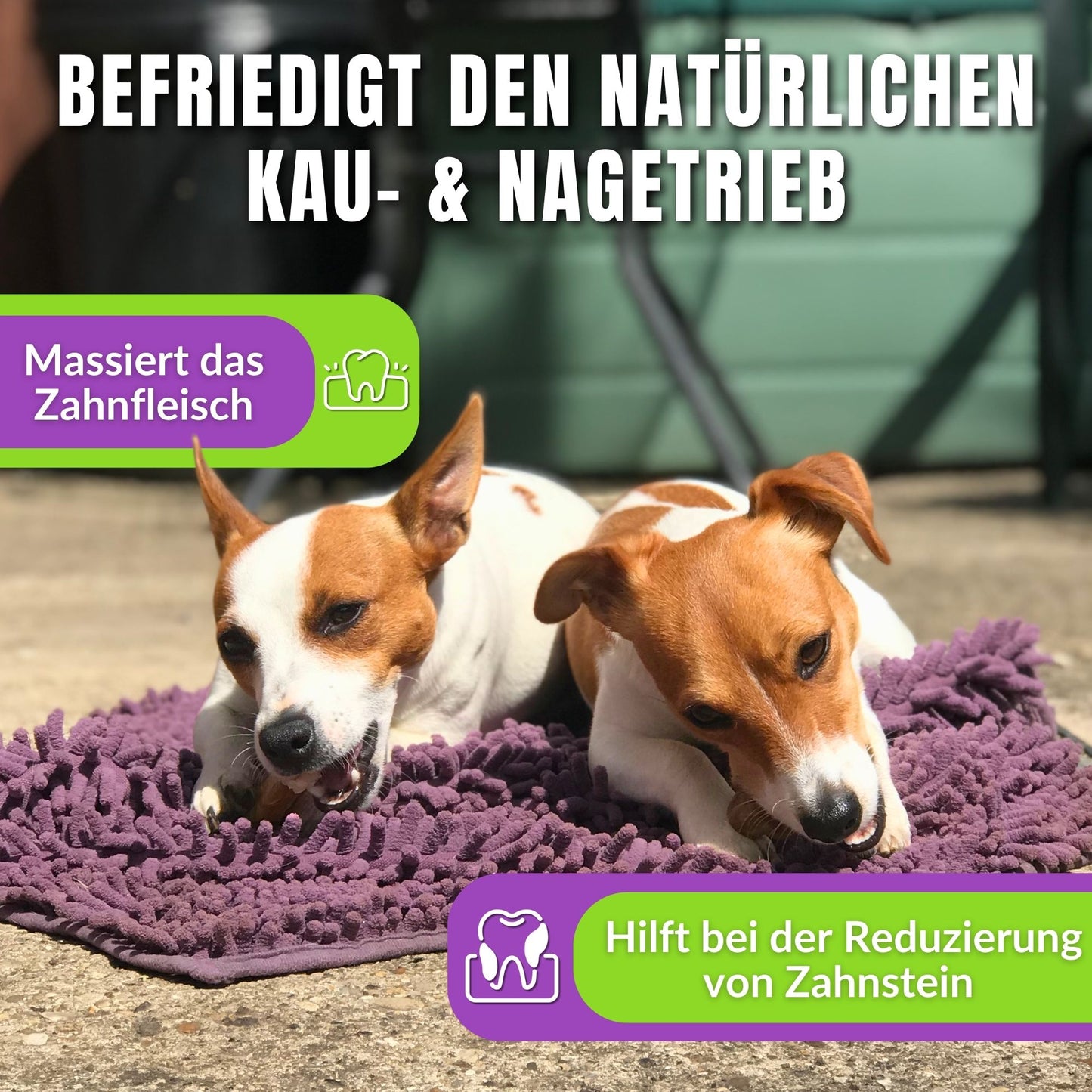 Zwei Hunde kauen Kauartikel, Text über Zahnpflege und Zahnfleischmassage.