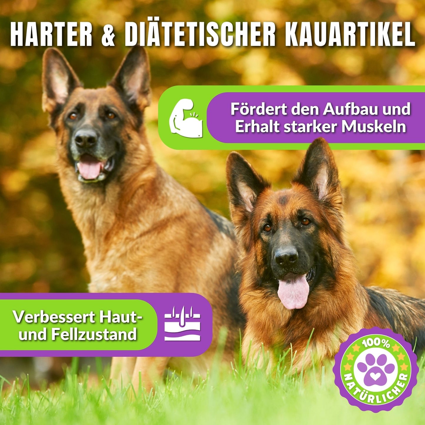 Zwei deutsche Schäferhunde im Herbst mit Text über Kauartikel.
