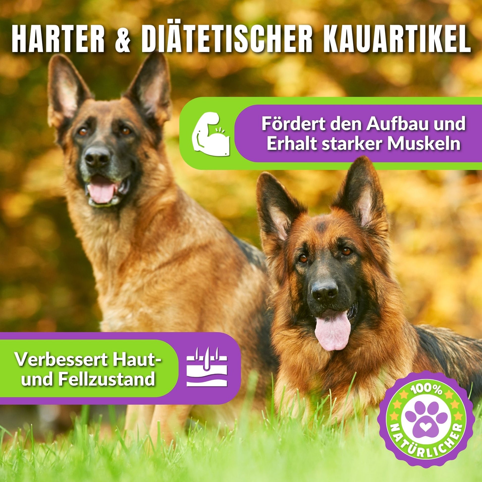 Zwei deutsche Schäferhunde im Herbst mit Text über Kauartikel.
