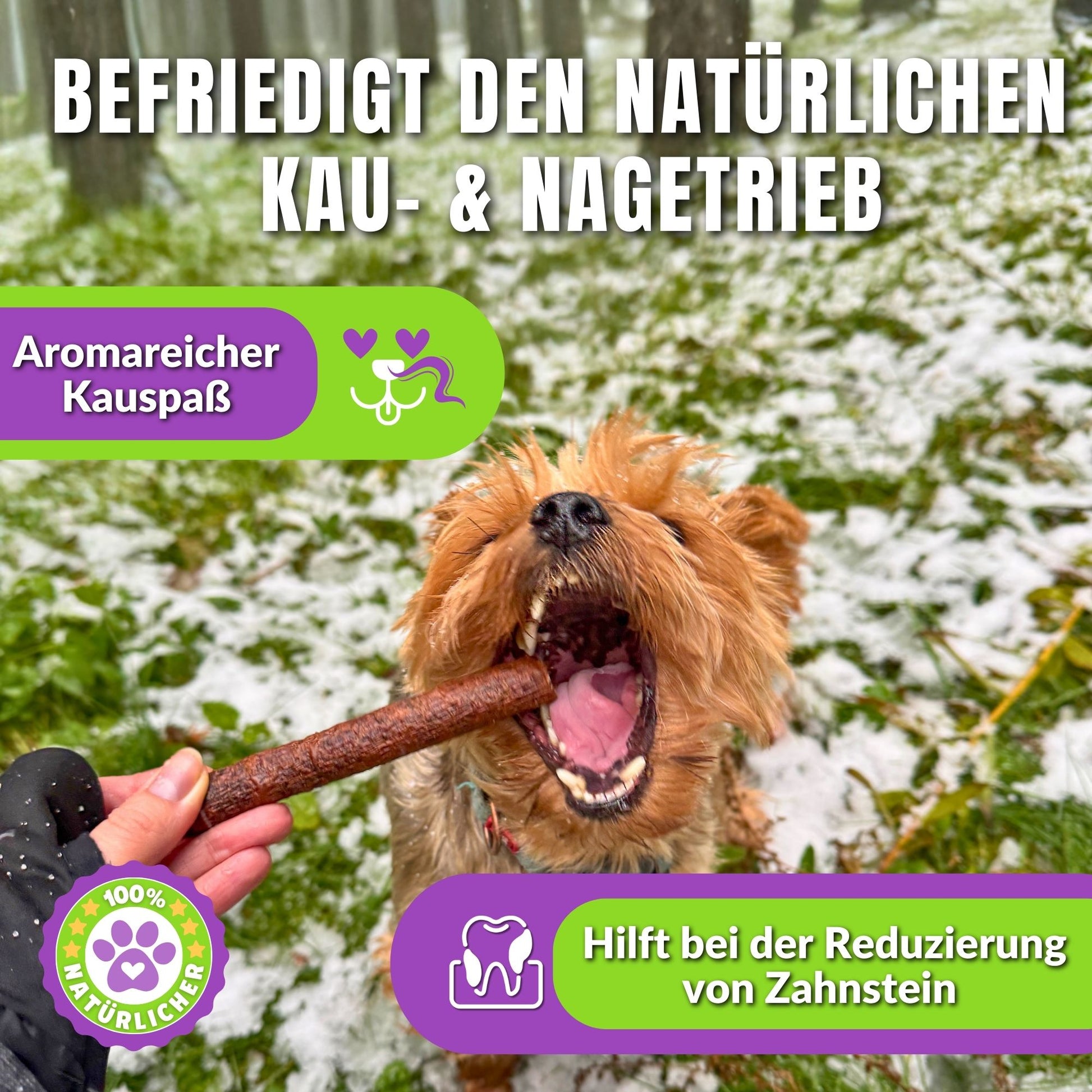 Yorkshire Terrier frisst Hundezigarren, Text über Zahnpflege und Kauspaß.
