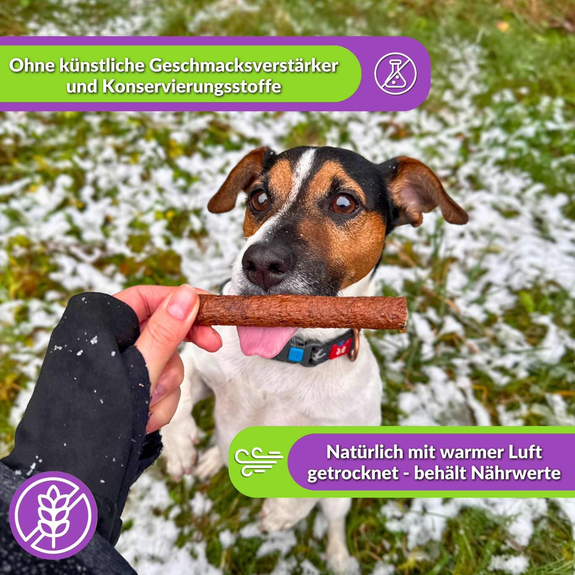 Jack Russell wird mit Hundezigarren gefüttert, Text über natürliche Trocknung.