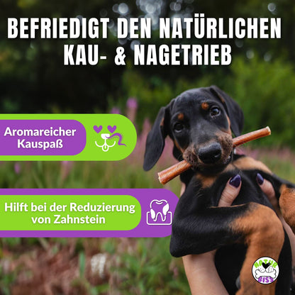 Dobermann-Welpe mit Ochsenziemer, Text über Zahnpflege und Kauspaß.

