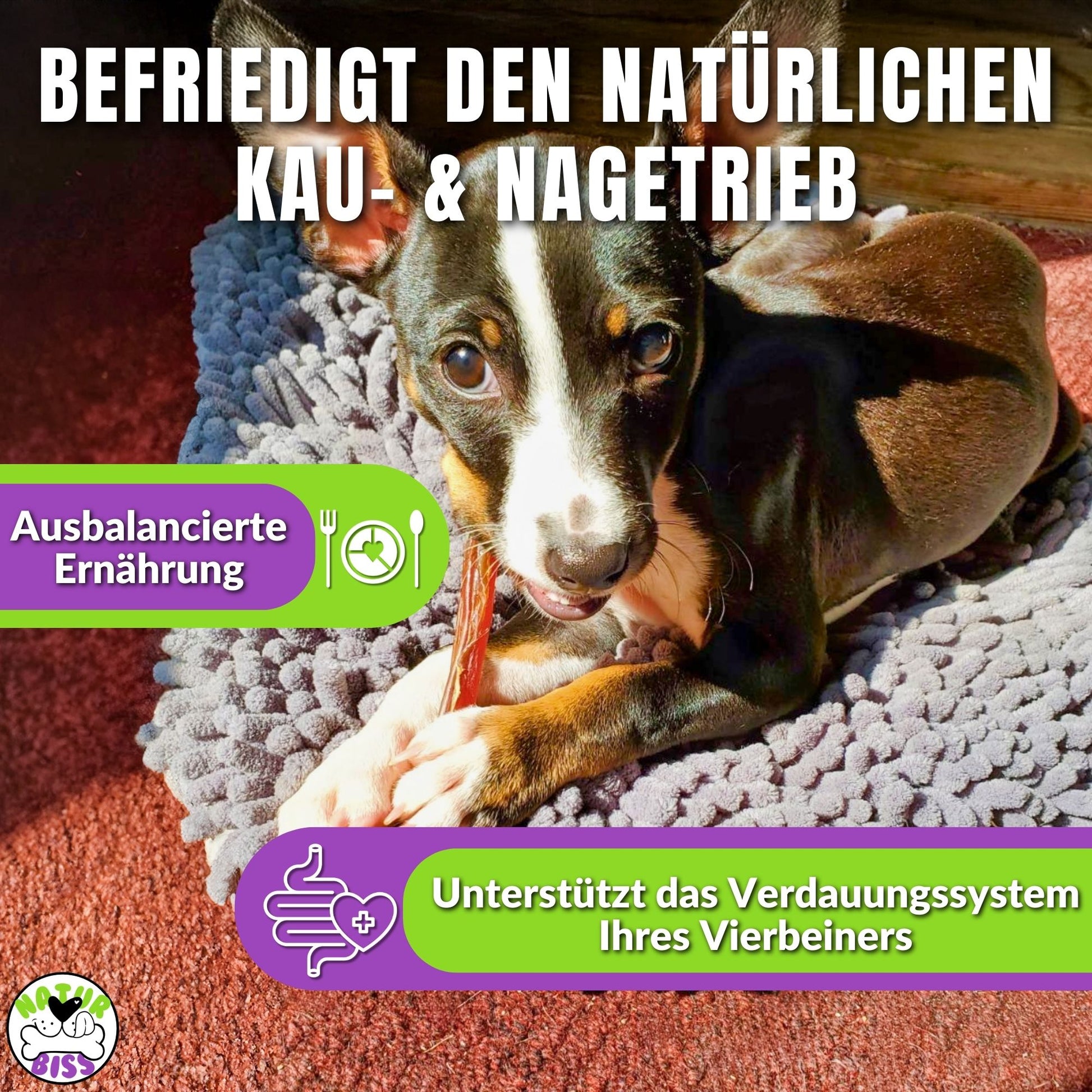 Hund mit Rinderdarm-Kausnack, Text über Verdauungsunterstützung.