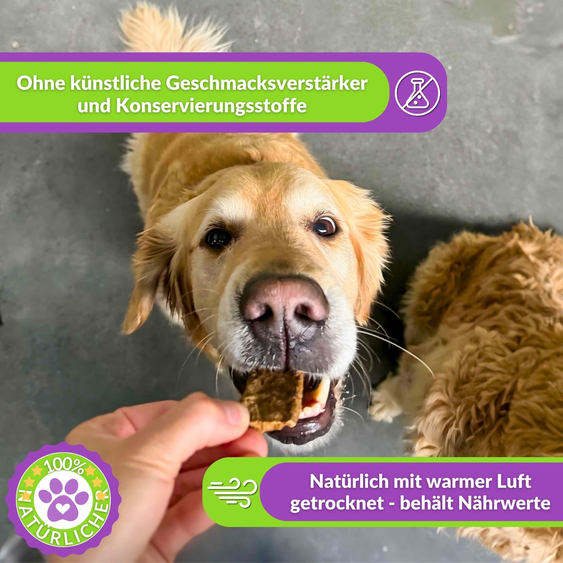 Golden Retriever wird mit natürlichem Kausnack gefüttert.
